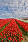 USA, Washington State. Skagit Valley, tulips grown in field Art Print